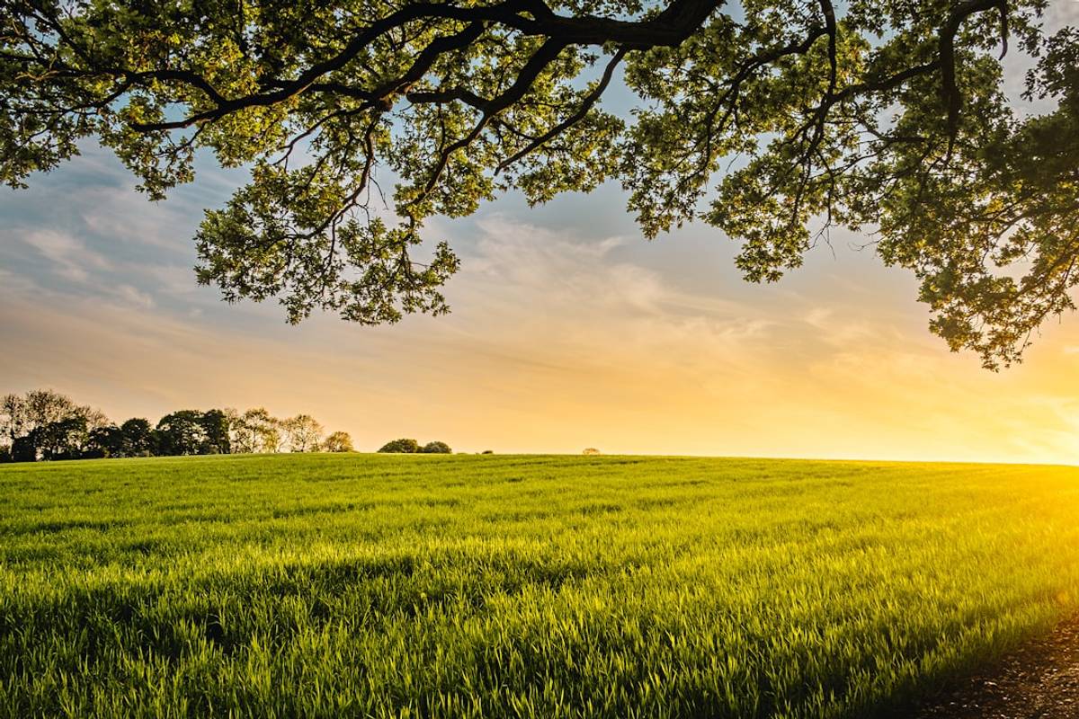 Google Ads for Crop Insurance: A Comprehensive Setup Guide