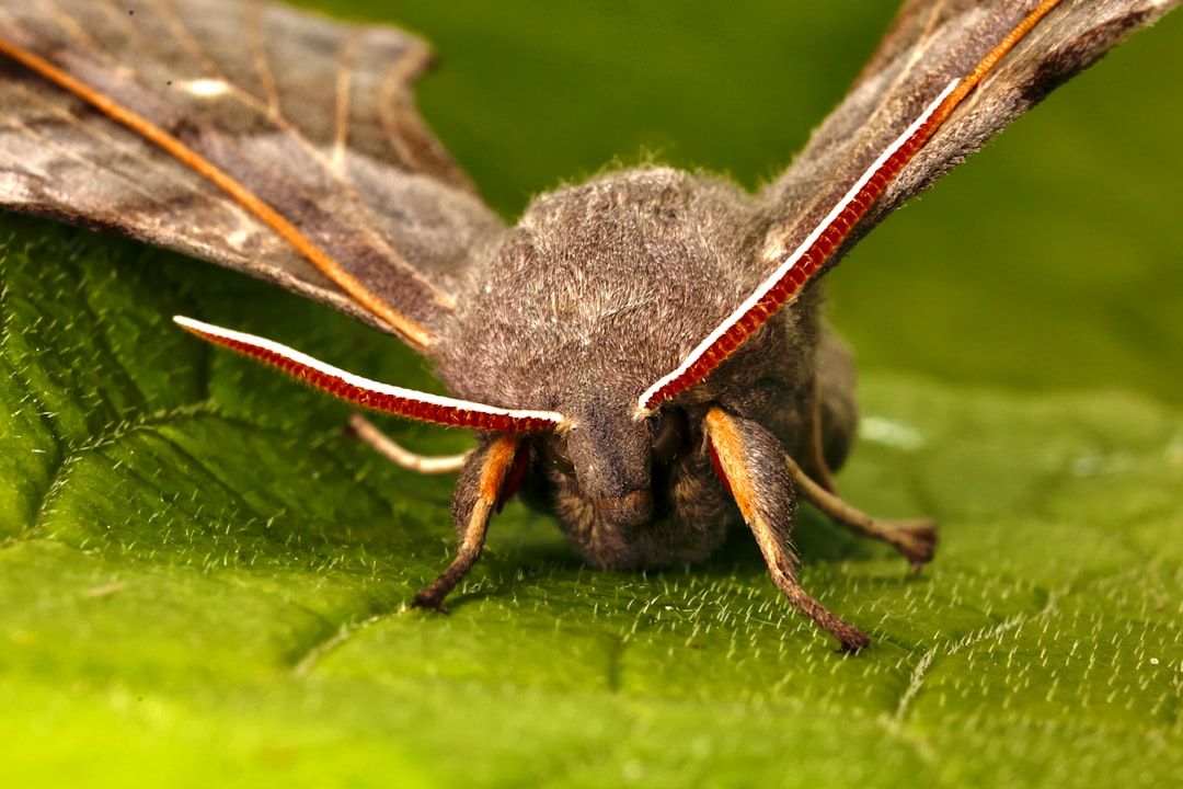 Google Ads for Moth Prevention: A Comprehensive Setup Guide
