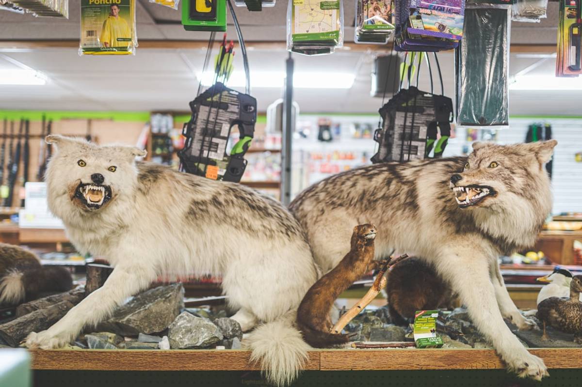 Google Ads for Taxidermy Services: A Comprehensive Setup Guide
