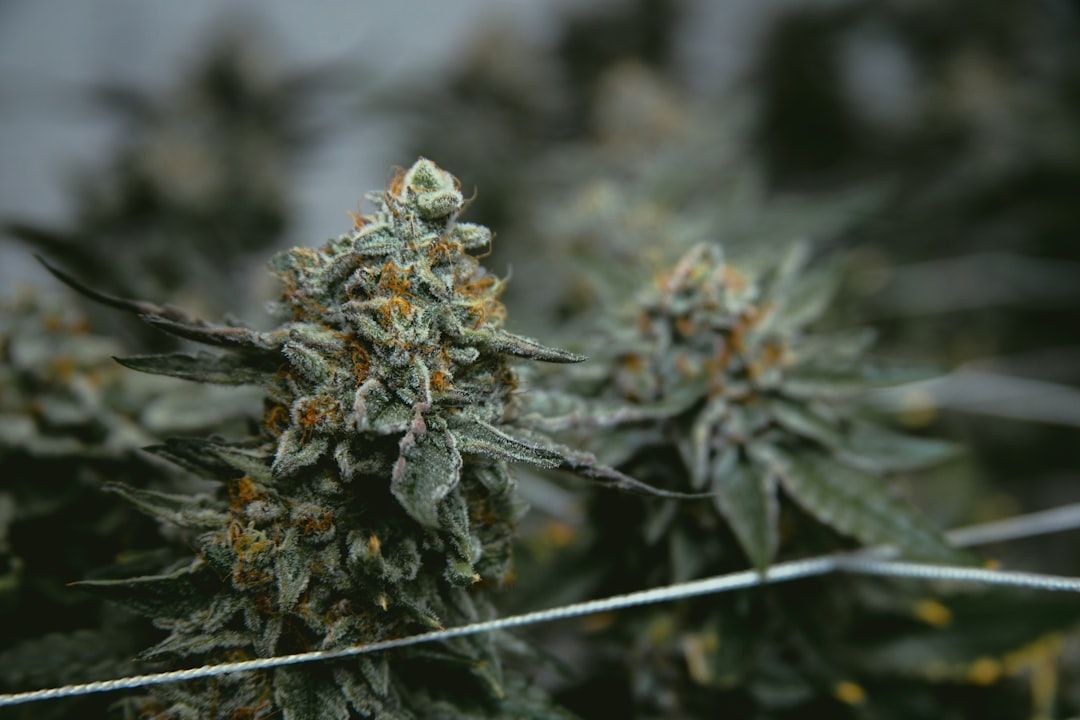 Google Ads for Medical Marijuana Consulting: A Comprehensive Setup Guide