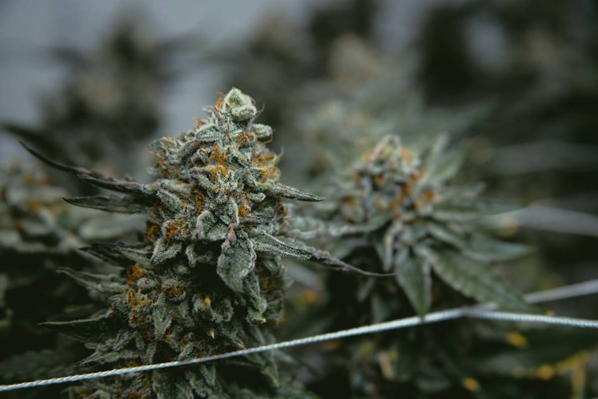 Google Ads for Medical Marijuana Consulting: A Comprehensive Setup Guide