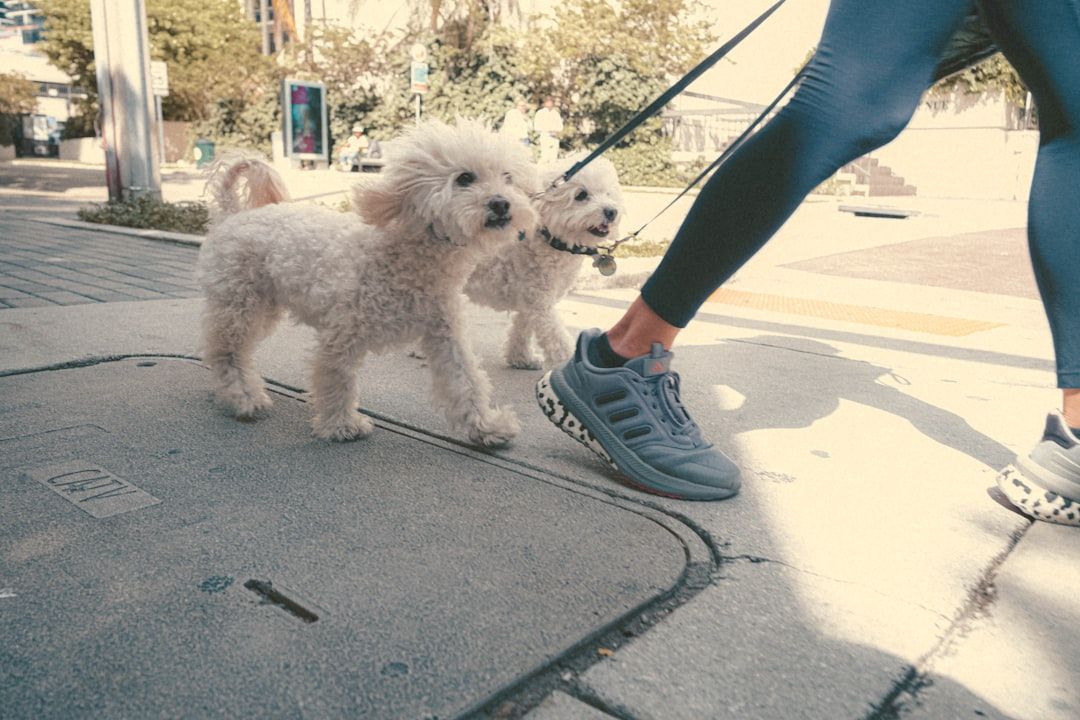 Google Ads for Pet Fitness Services: A Comprehensive Setup Guide