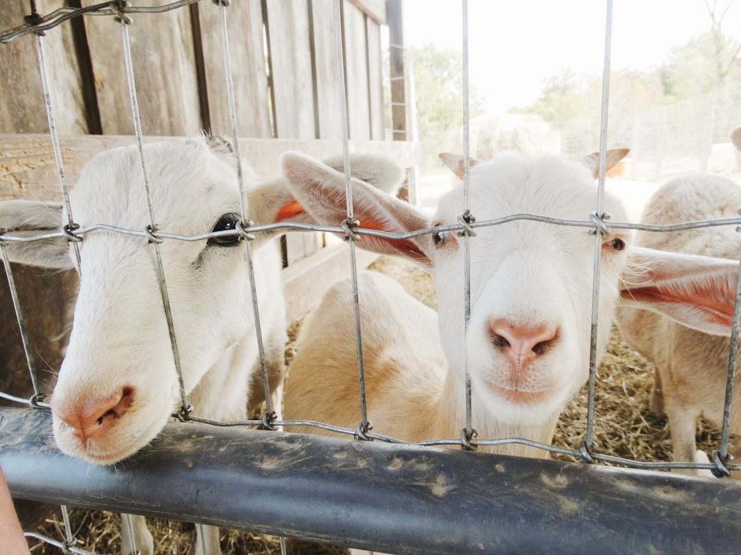 Google Ads for Petting Zoos: A Comprehensive Setup Guide