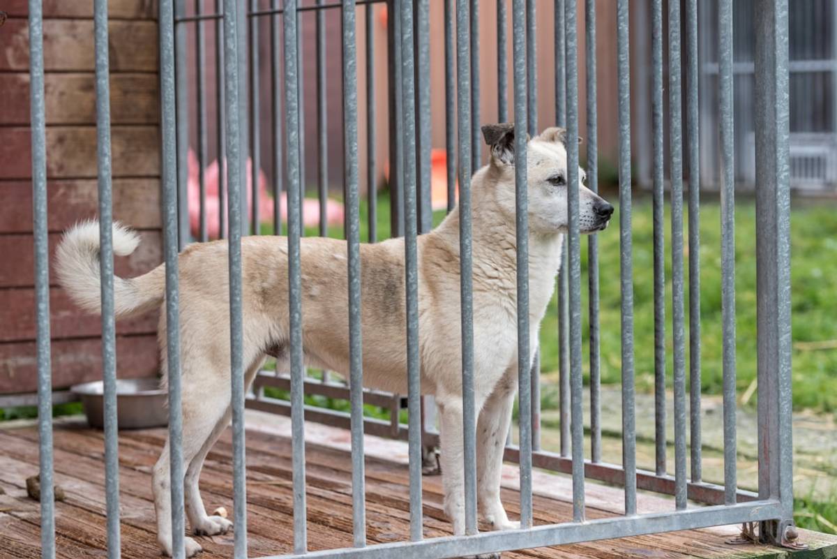 Google Ads for Pet Kennels: A Comprehensive Setup Guide