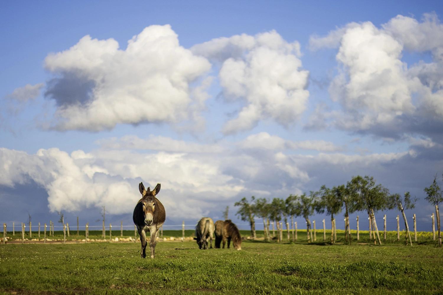 Donkey and Friends