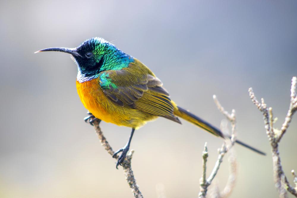 Table Mountain Sunbird