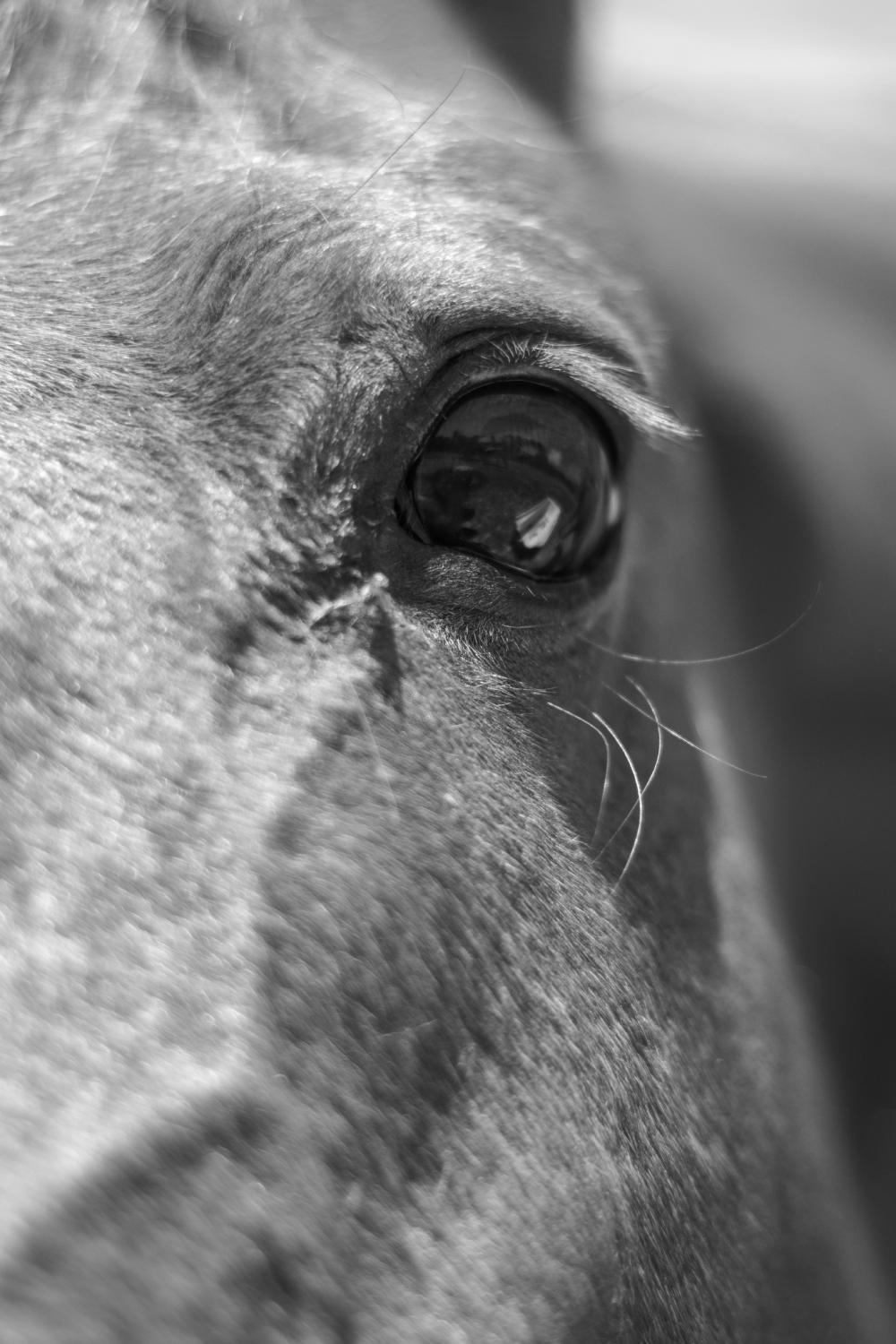 Equine Curiosity