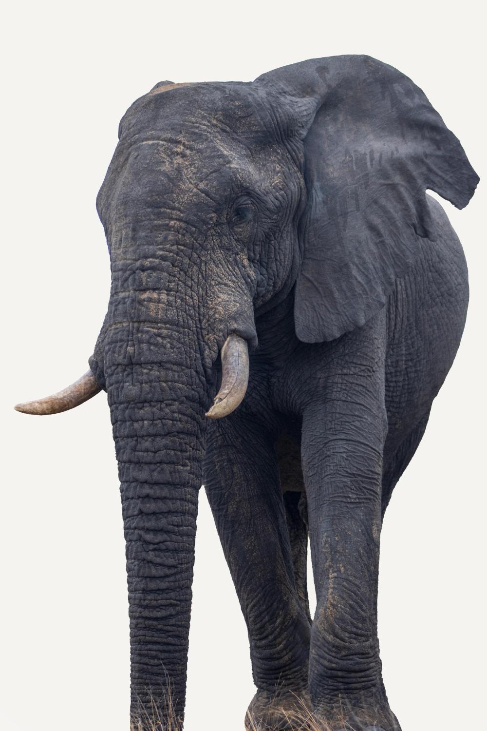 Kruger Elephant Portrait
