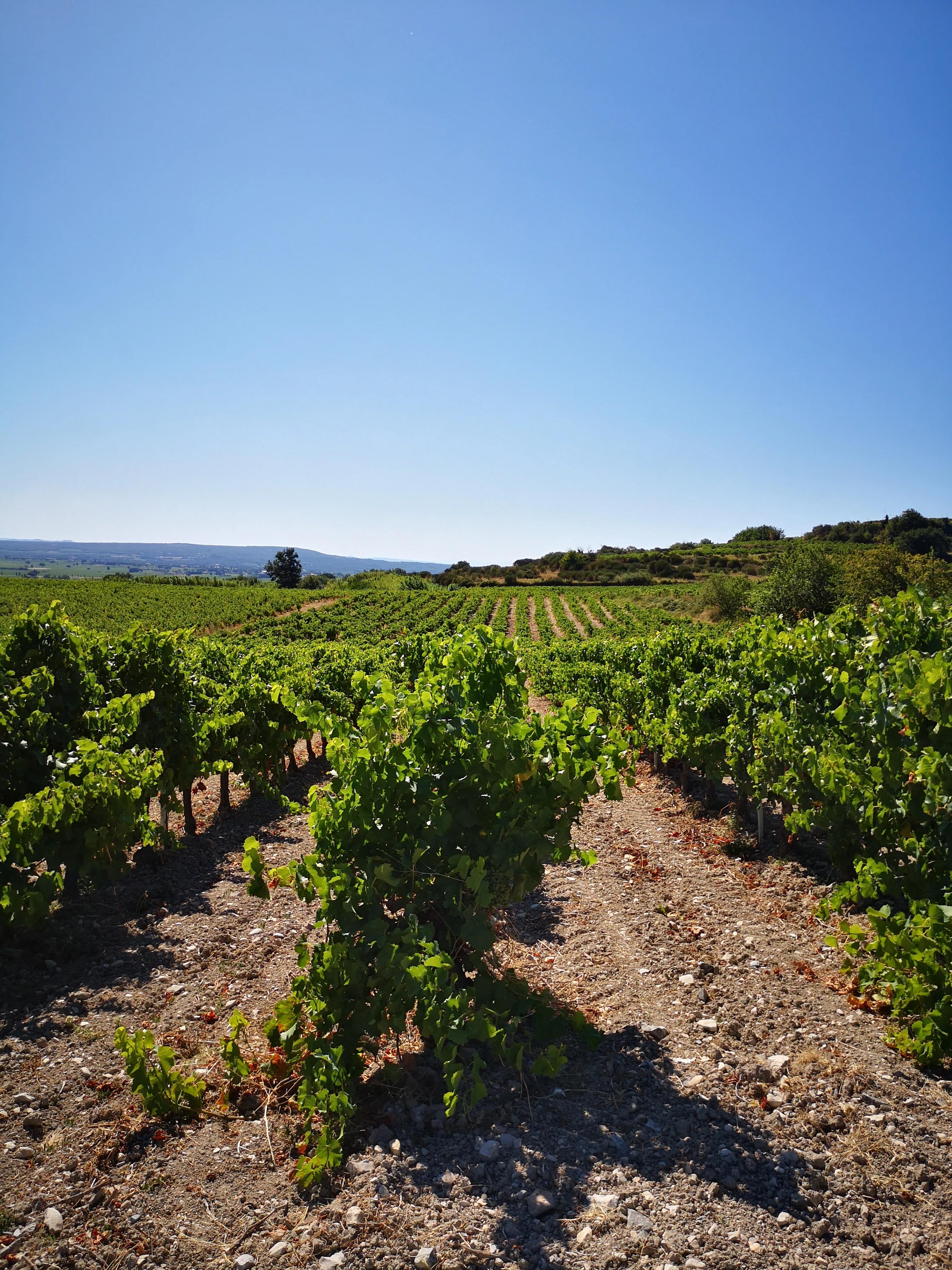 Wine Tasting in Provence