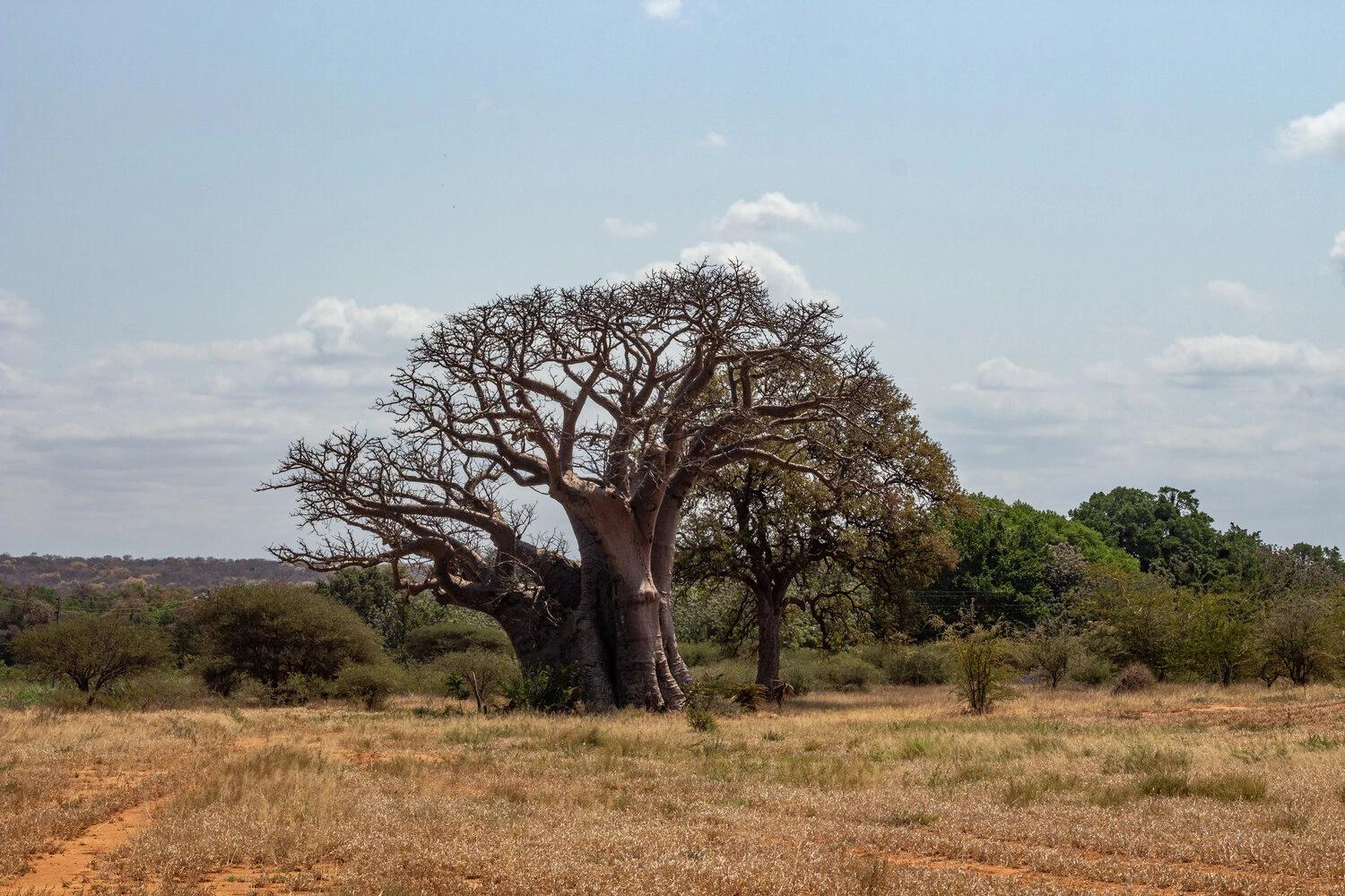 Magoebaskloof: A Weekend Among the Tree Giants