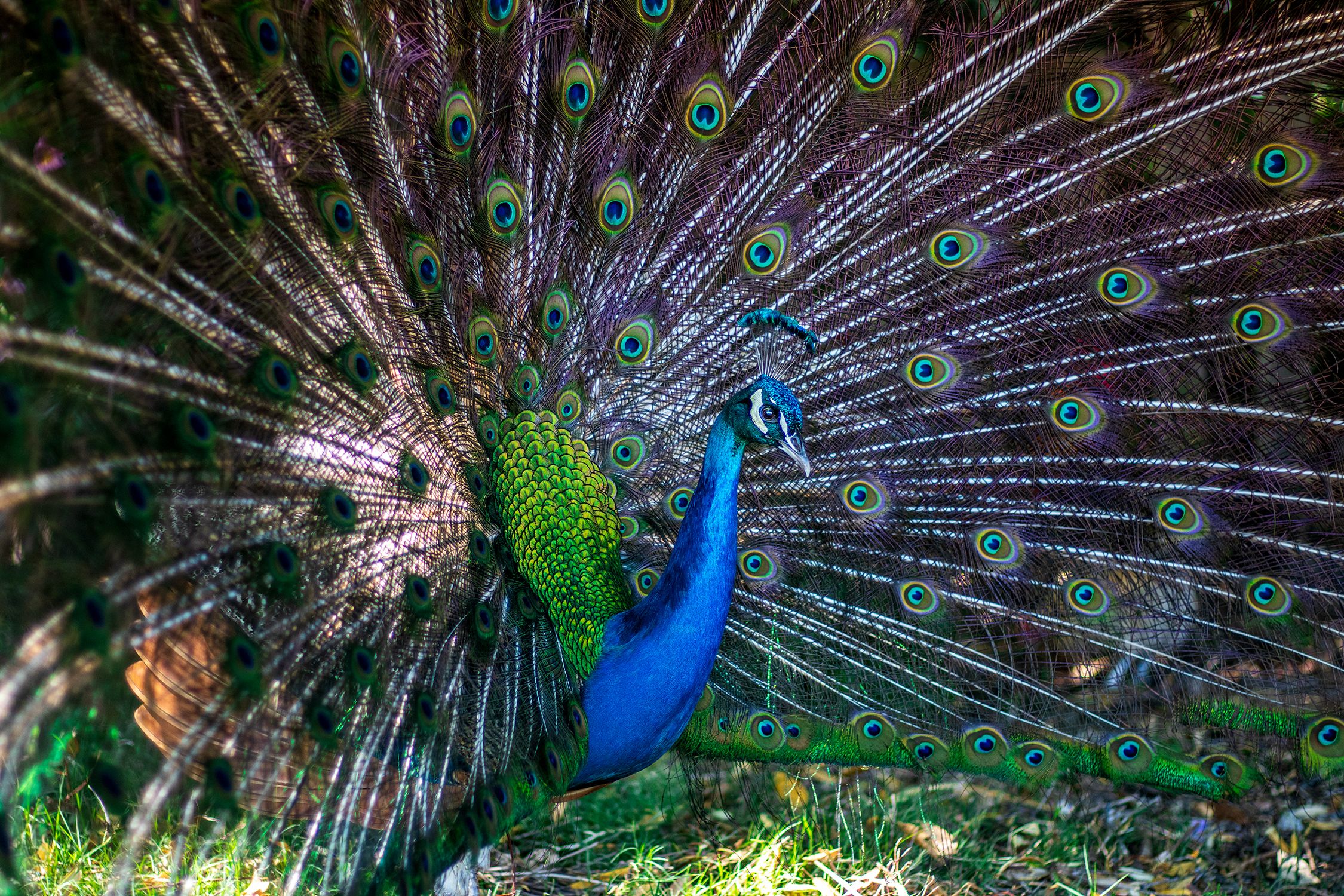 Prideful Peacock