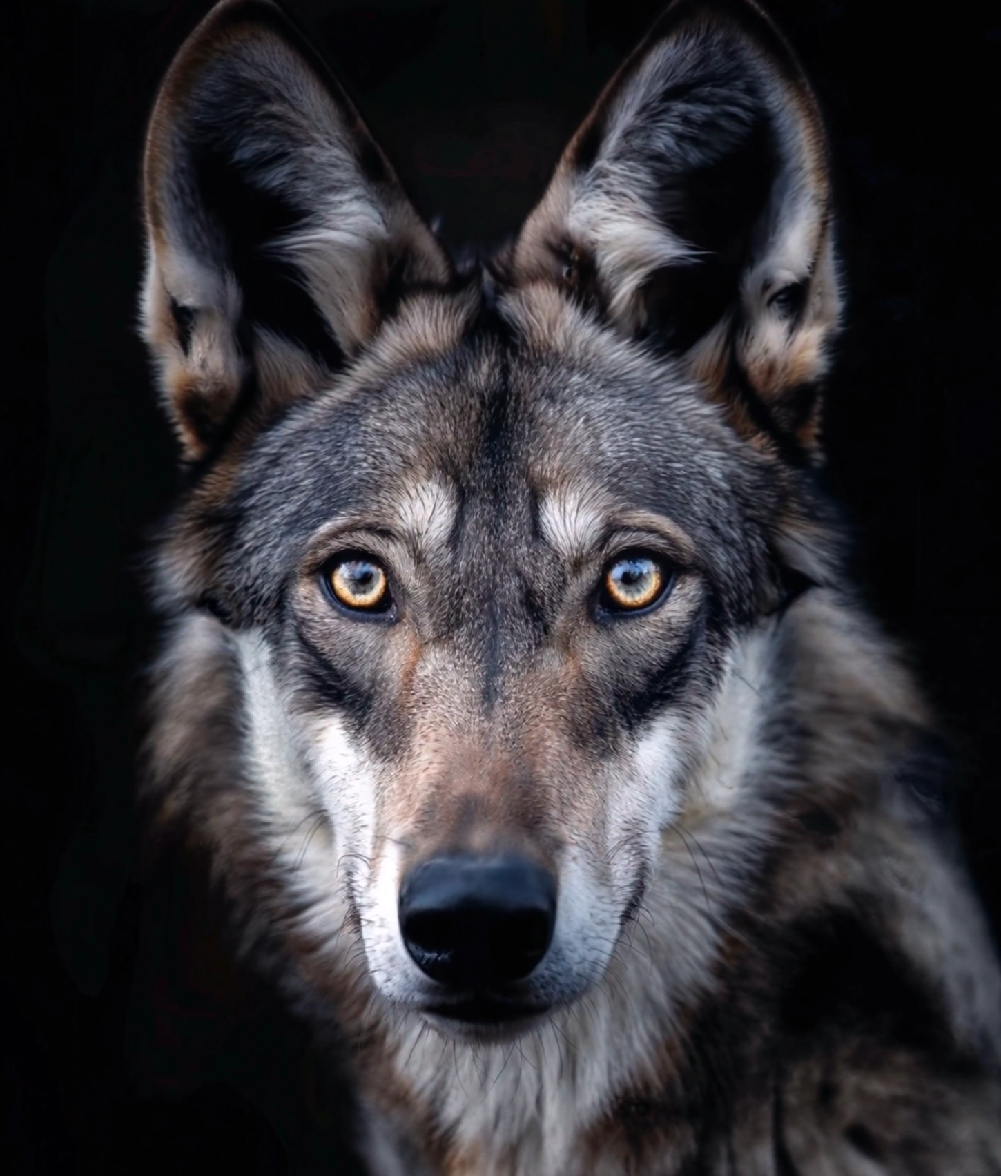Animals