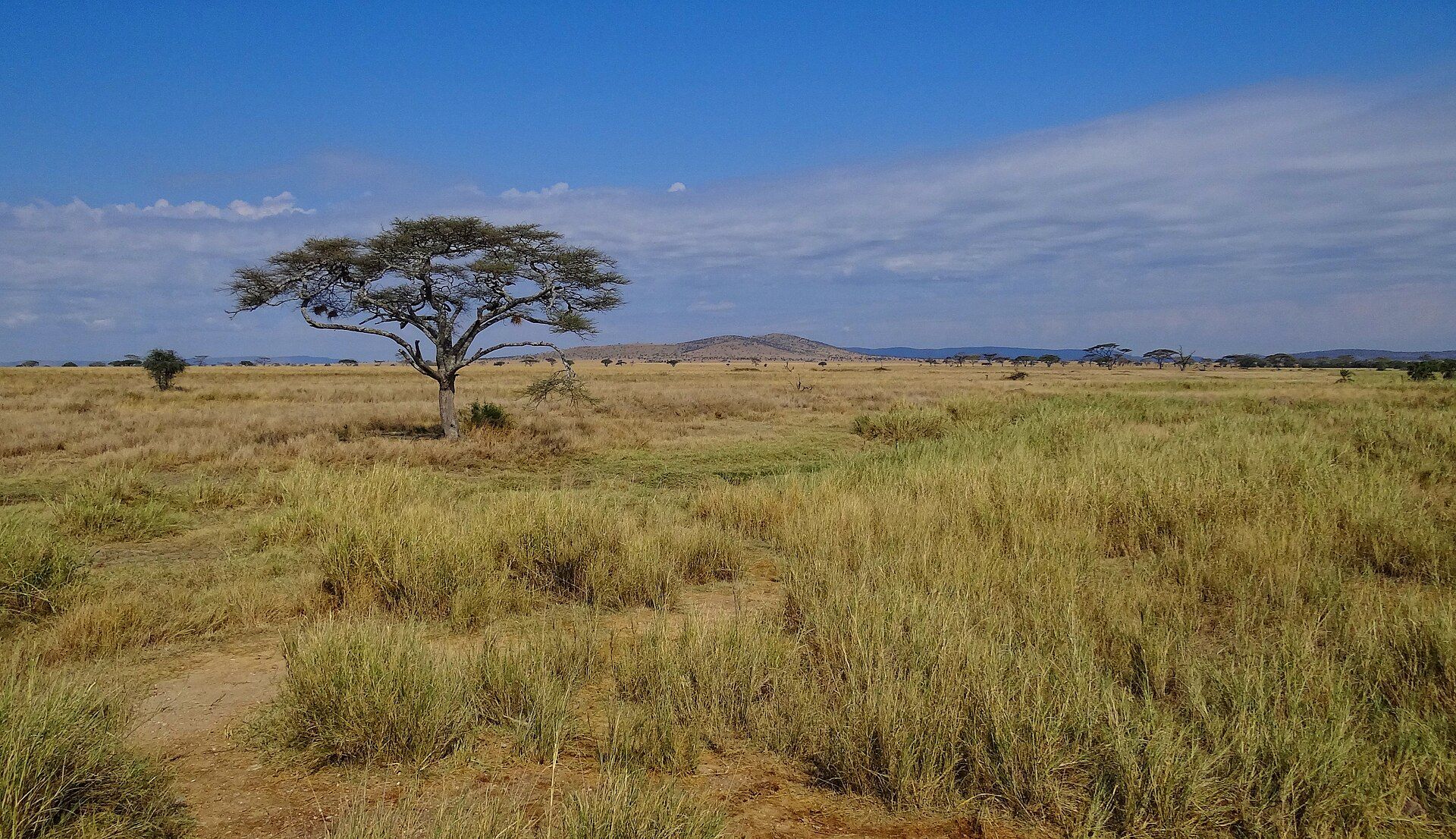 The open plains of the Serengeti.