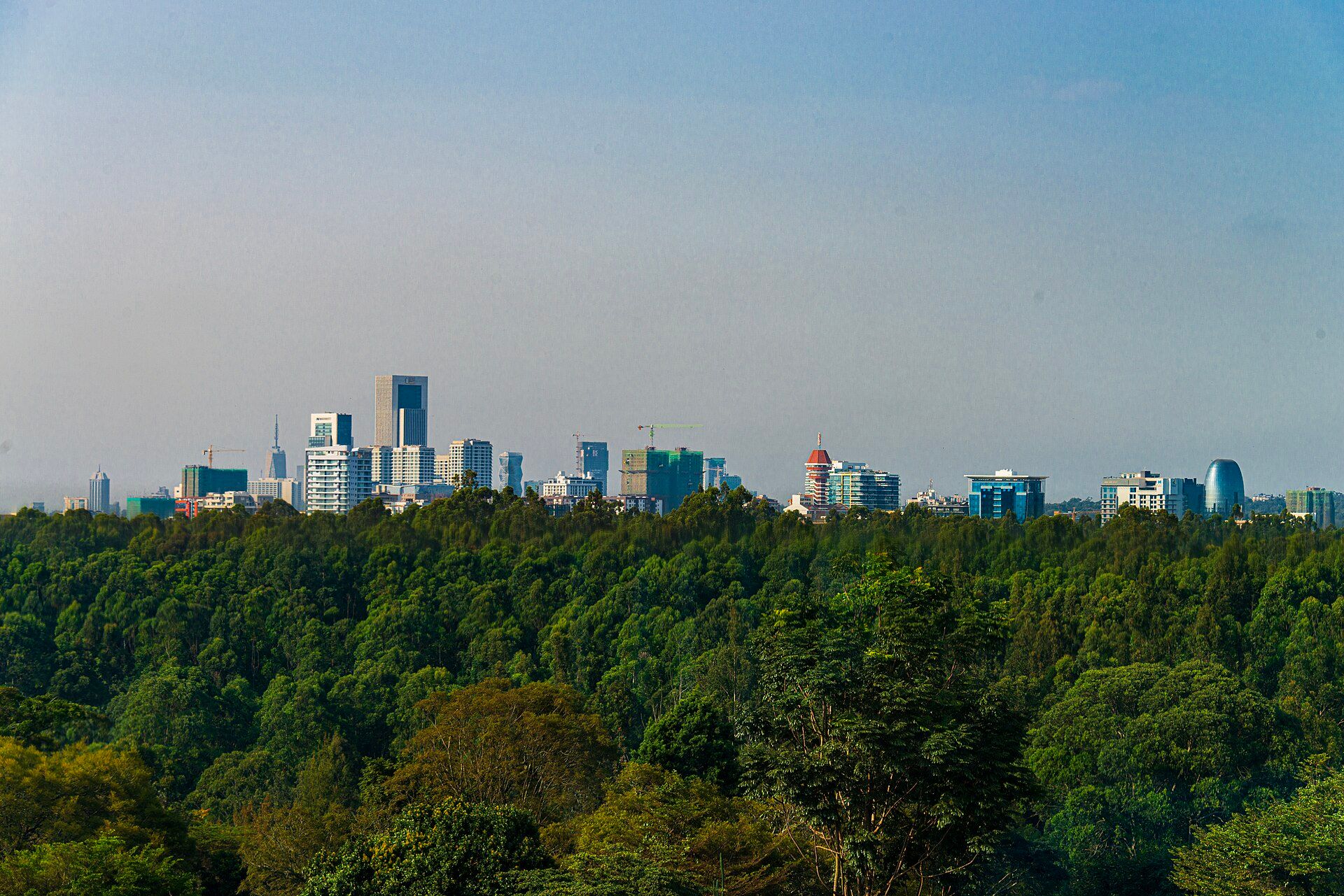 Nairobi's skyline above the trees.