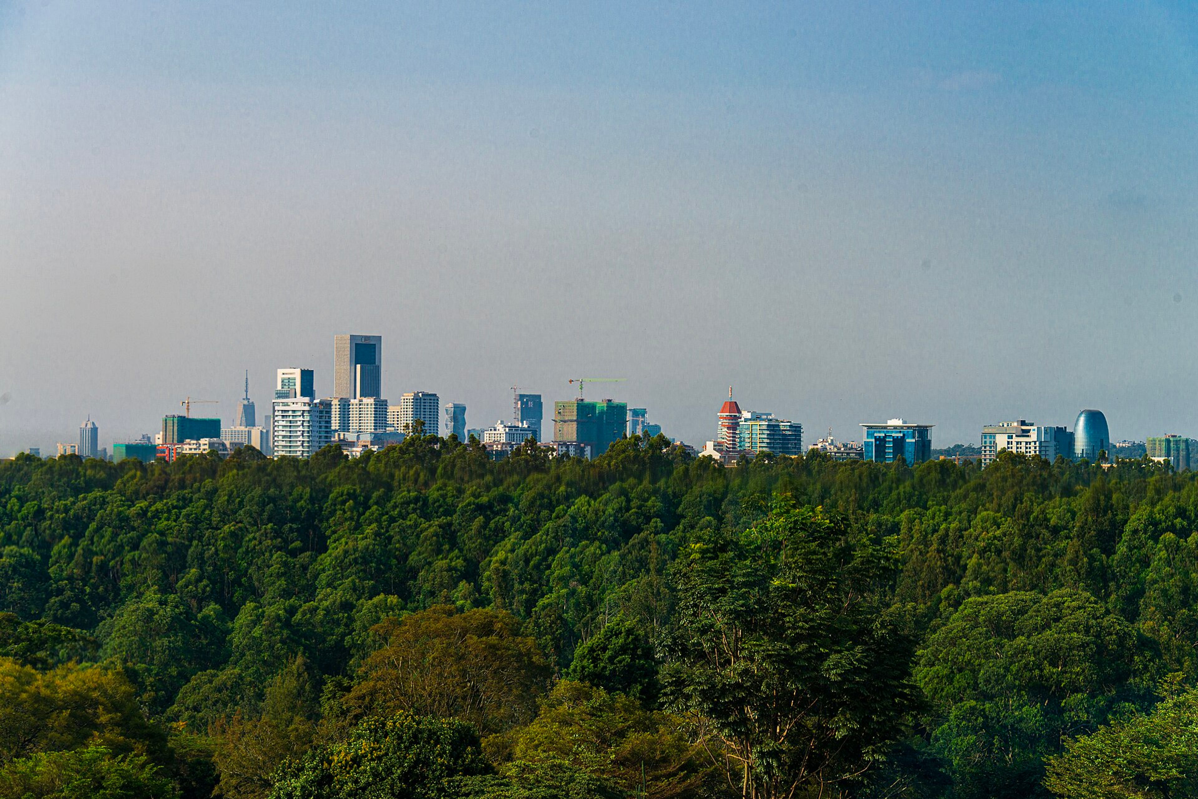Nairobi's skyline above the trees.