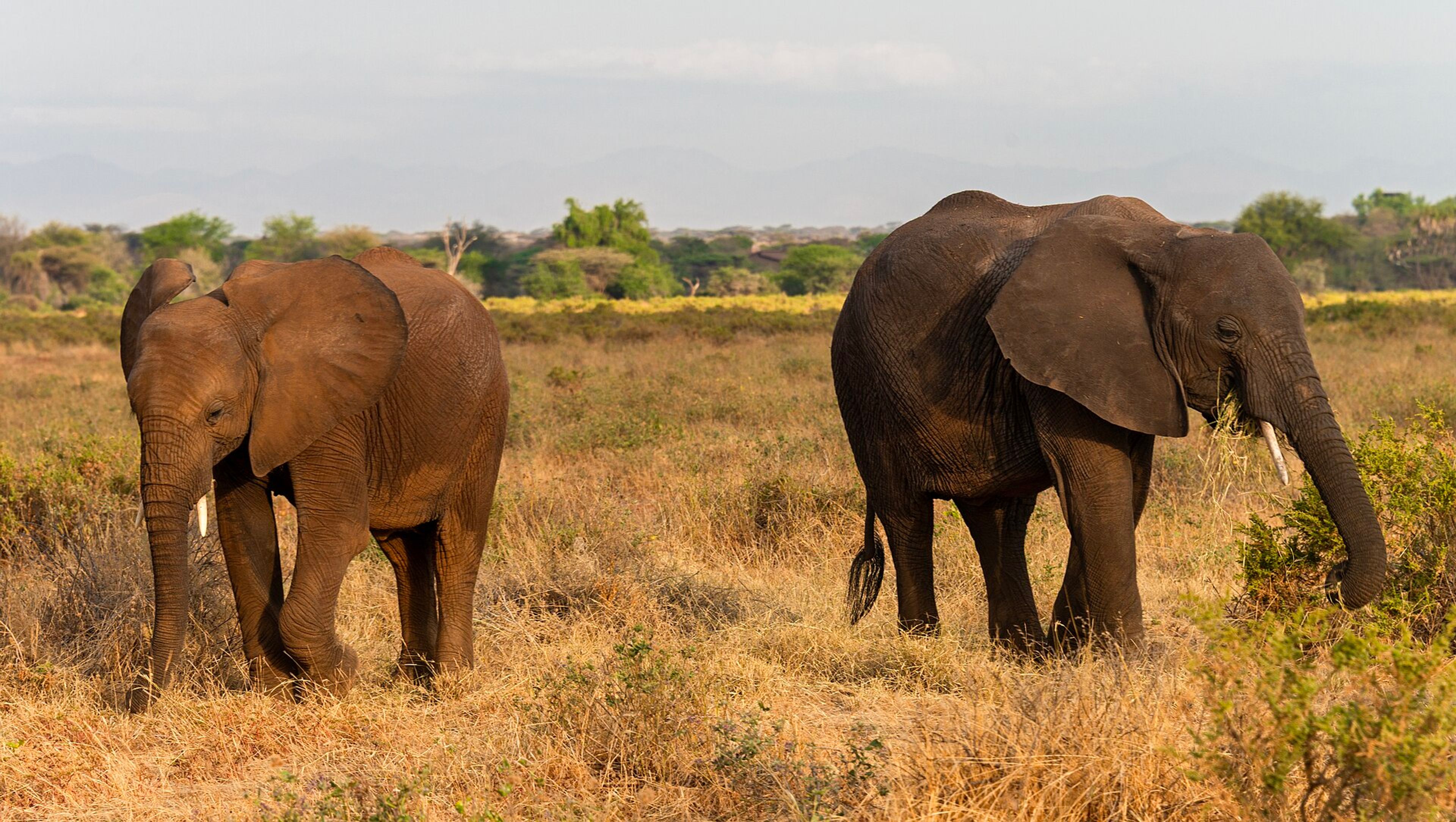Elephants in Samburu National Reserve, Kenya.