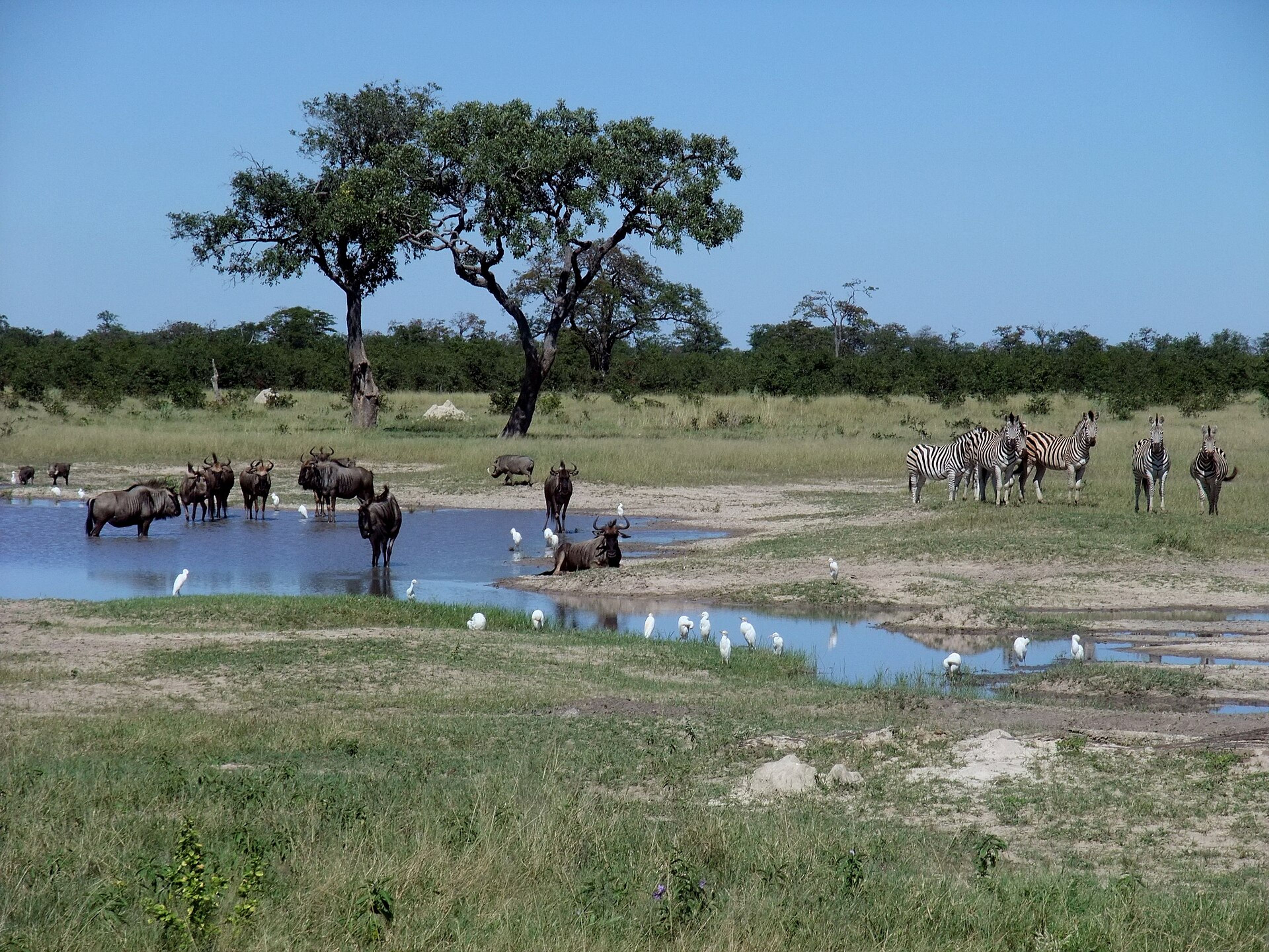 View of Chobe