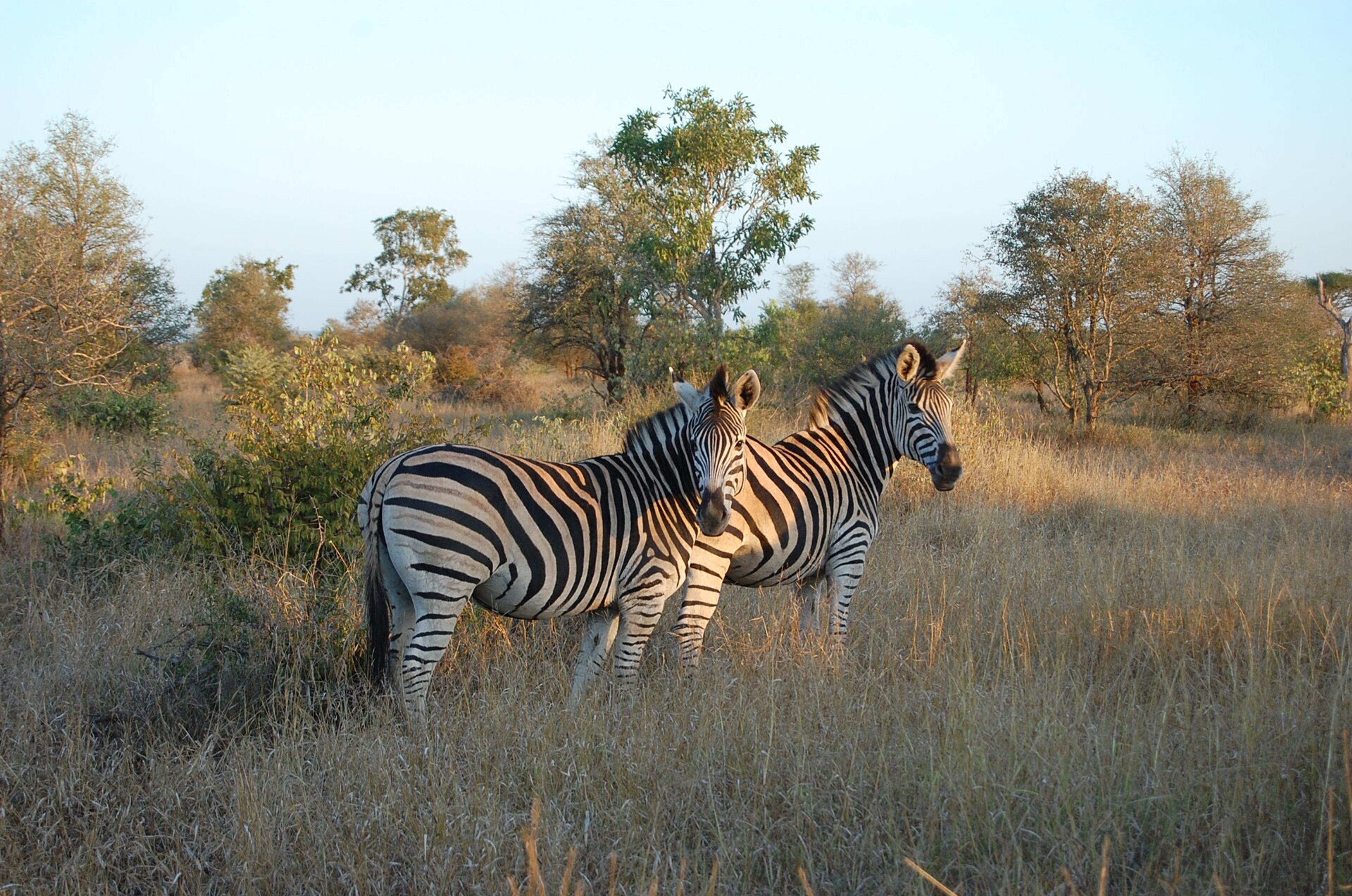 View of Kruger National Park