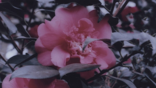 A photograph of a pink flower between its dark green leaves at night