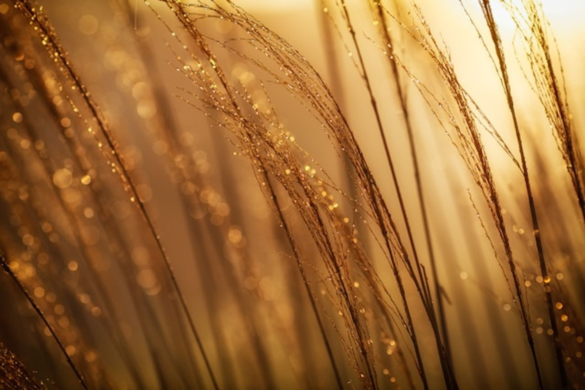 brown grass gold