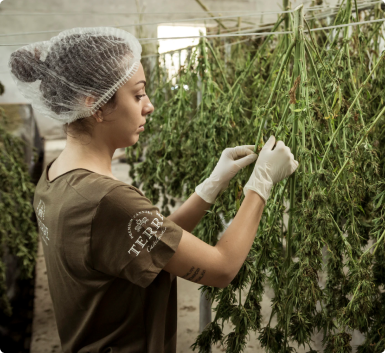 woman clipping cannabis