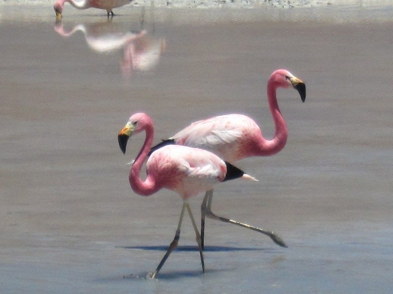 Uyuni
