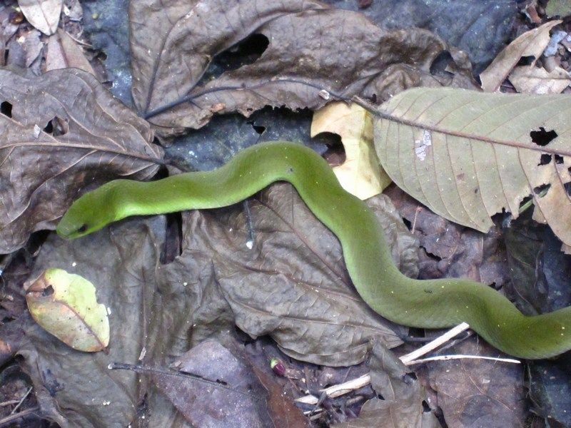 Madidi