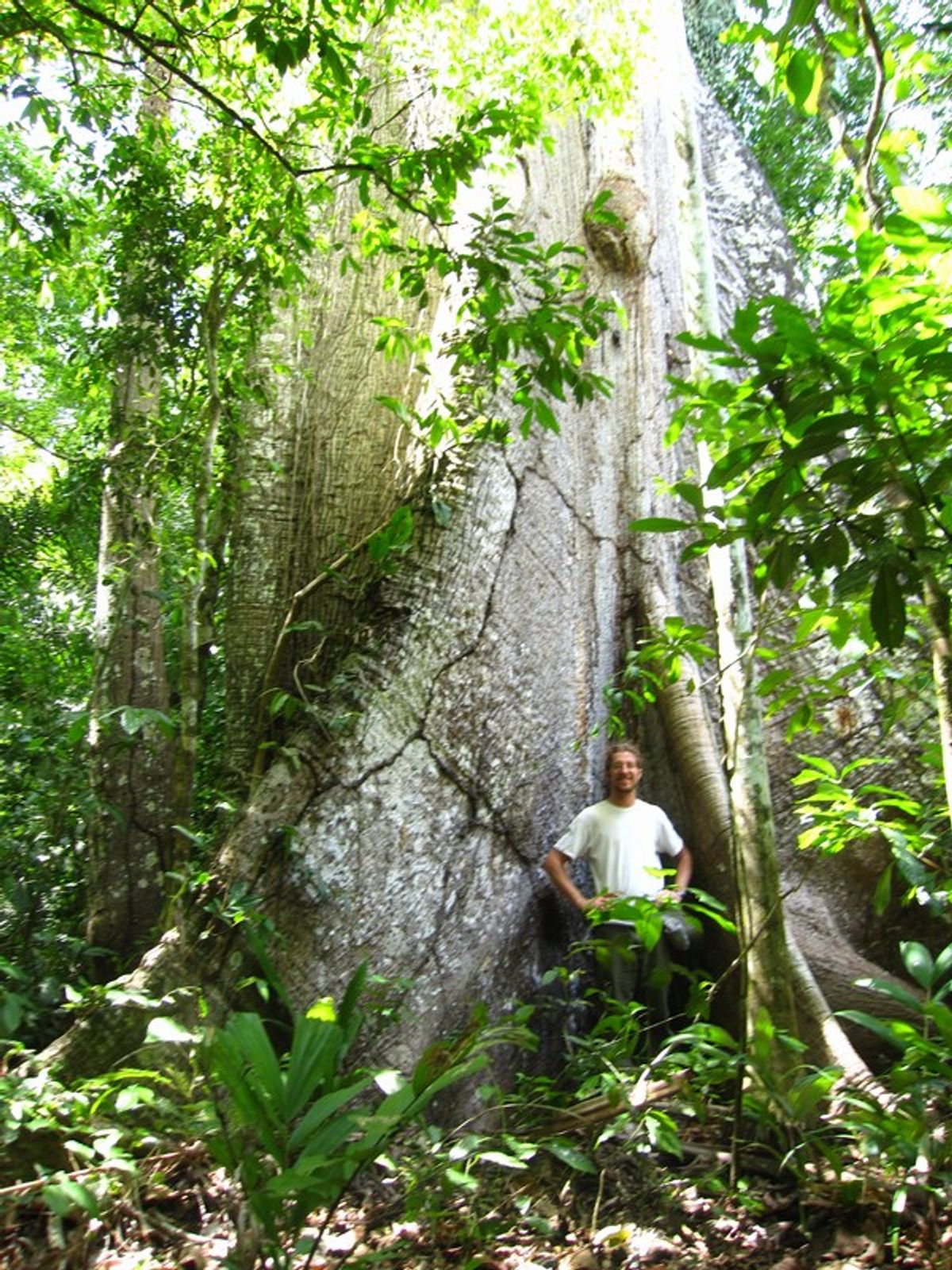Madidi