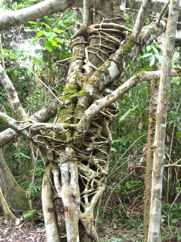 Madidi