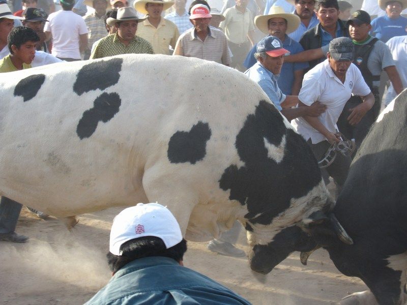 Toro Fight