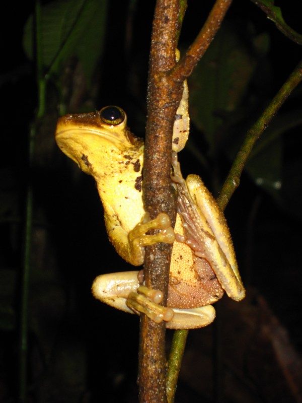 Madidi