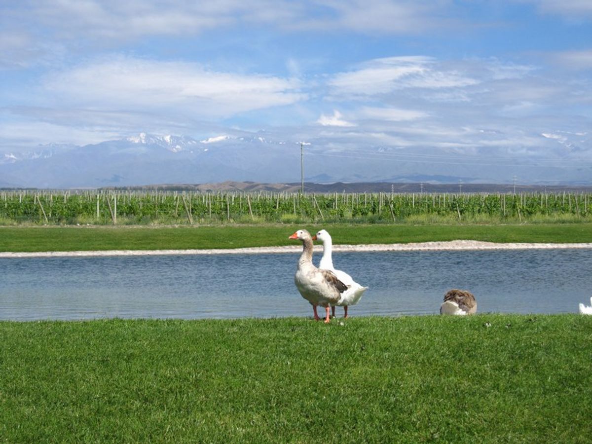 Mendoza Wine
