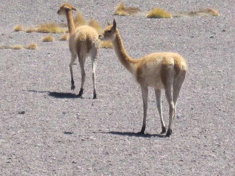 Uyuni