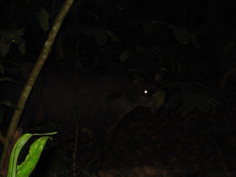 Madidi