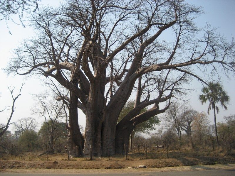 Vic Falls