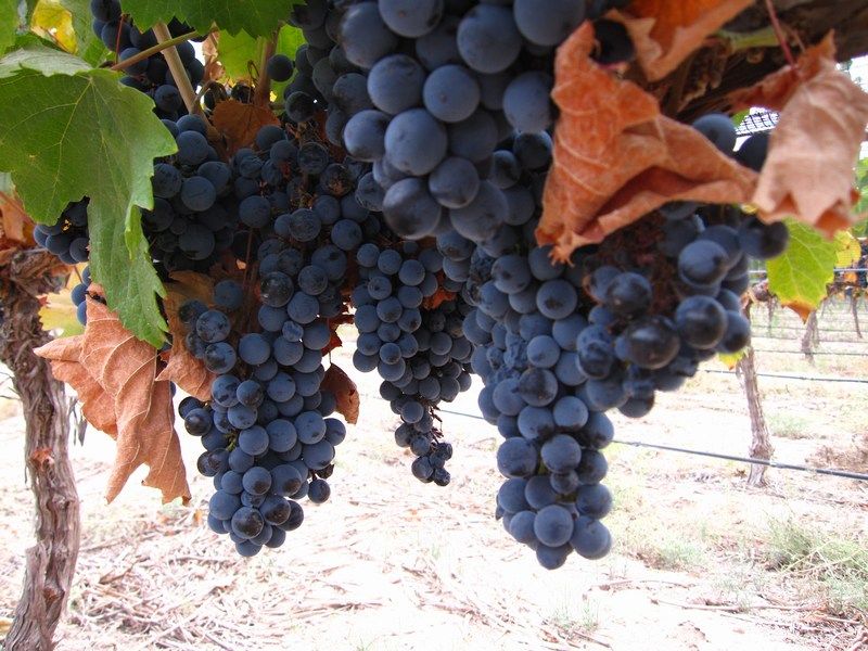 Wine Harvest