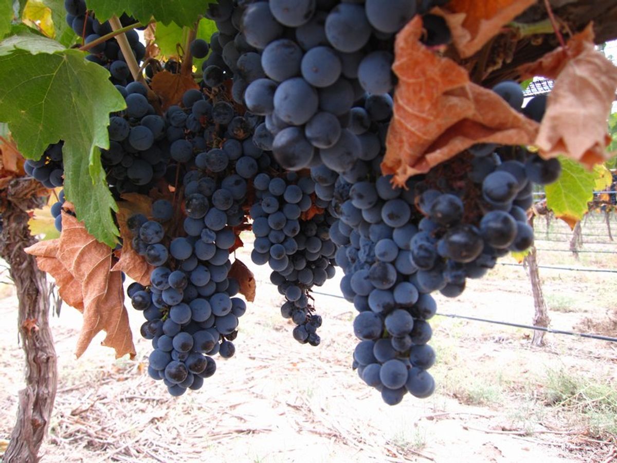 Wine Harvest