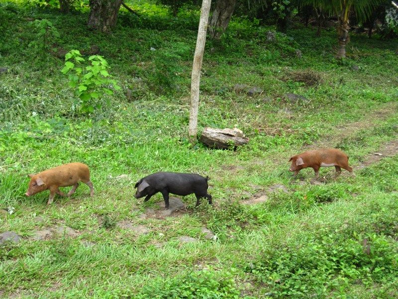 Finca Magdelena