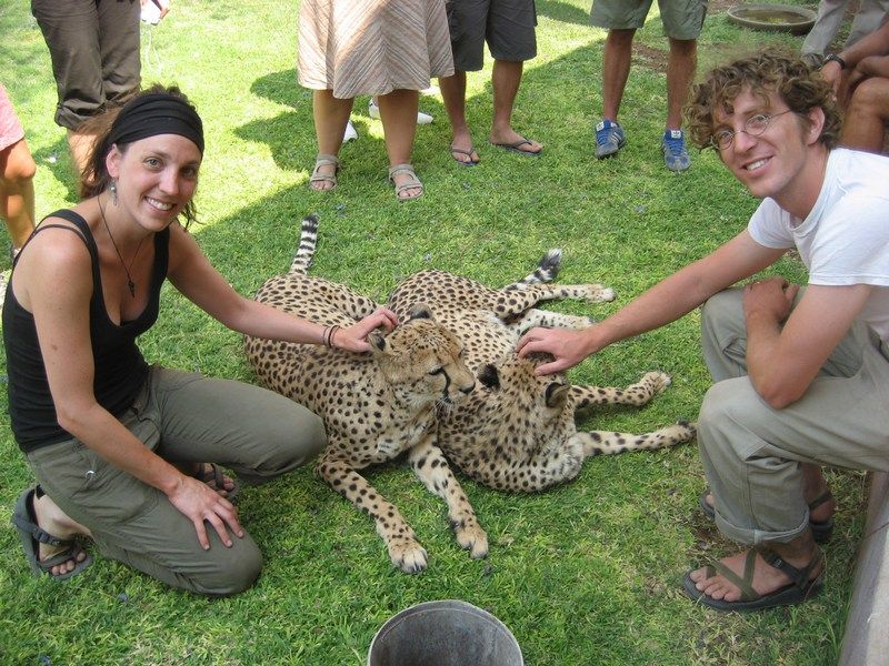 Cheetahs
