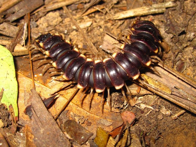Madidi