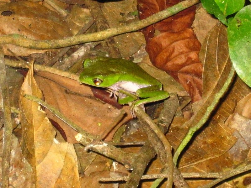 Madidi