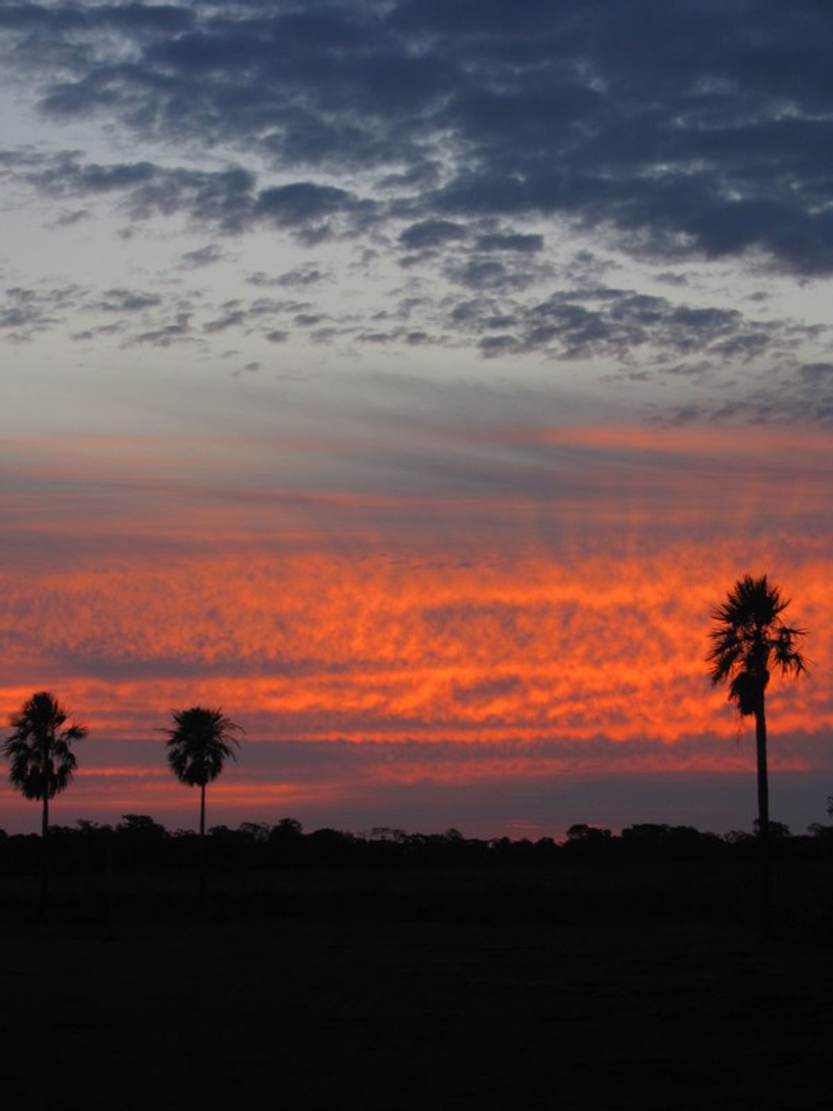 Bolivian Pampas