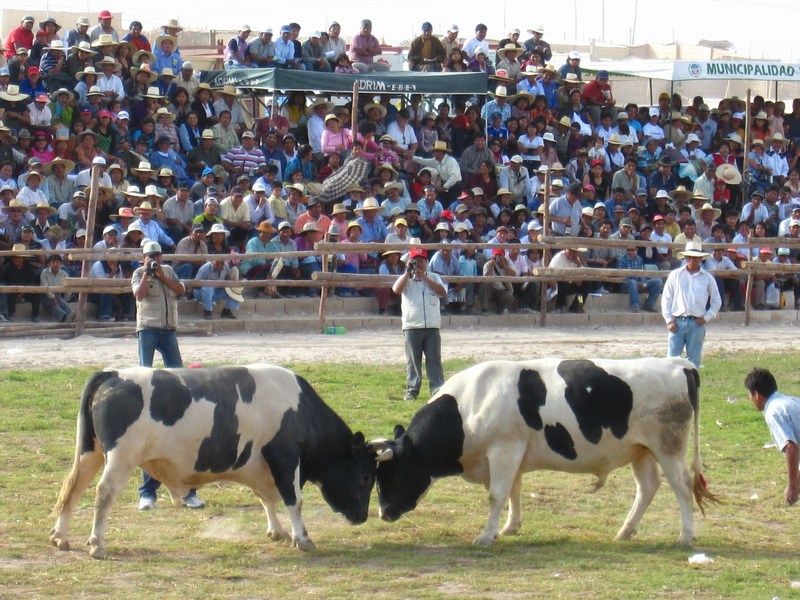 Toro Fight