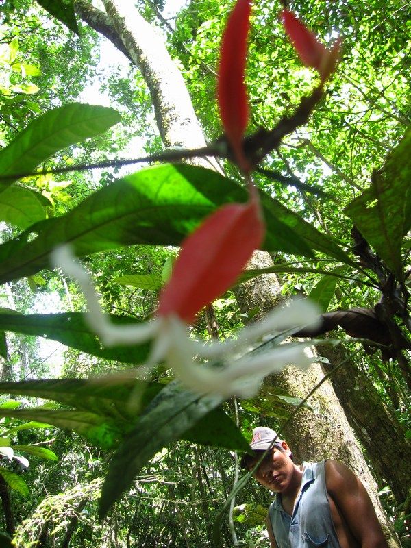Madidi