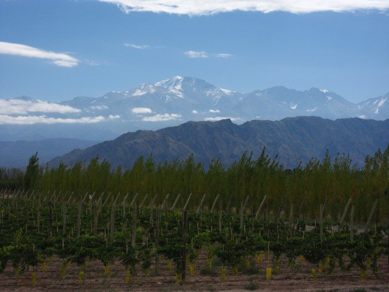 Wine Harvest