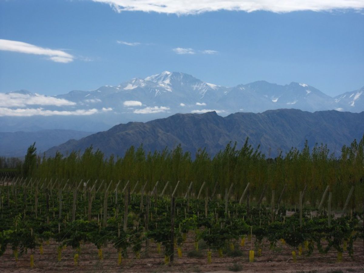 Wine Harvest