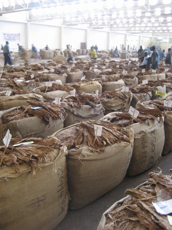 Tobacco II