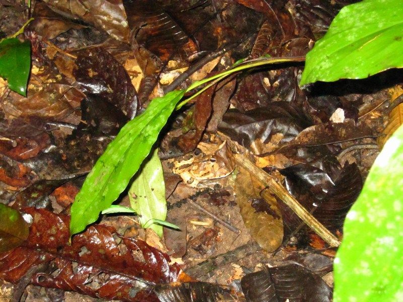 Madidi