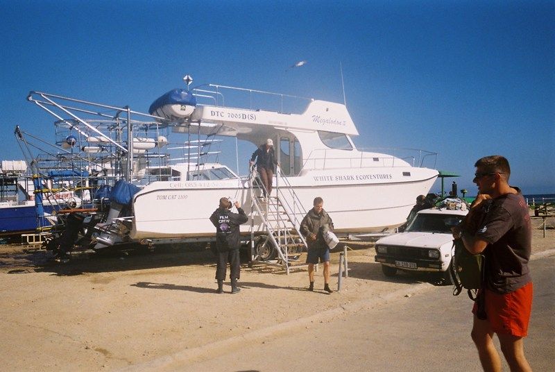 Shark Diving