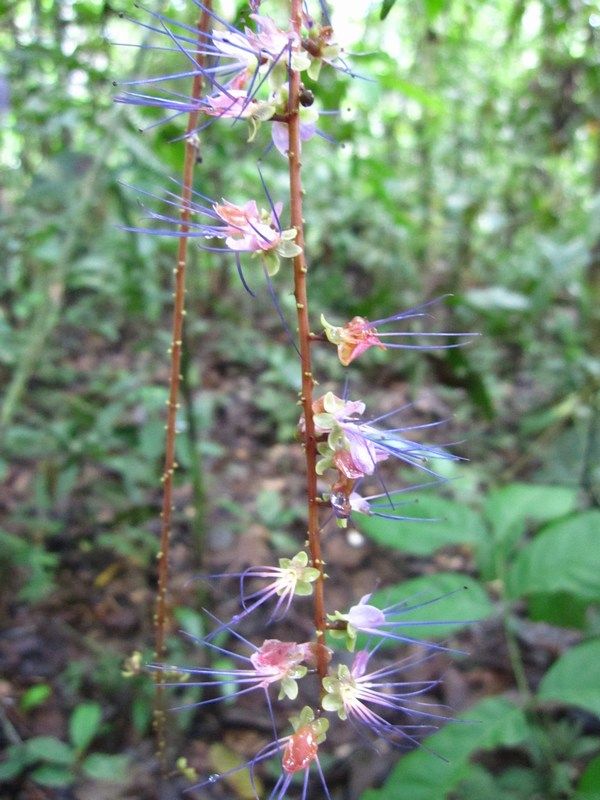 Madidi